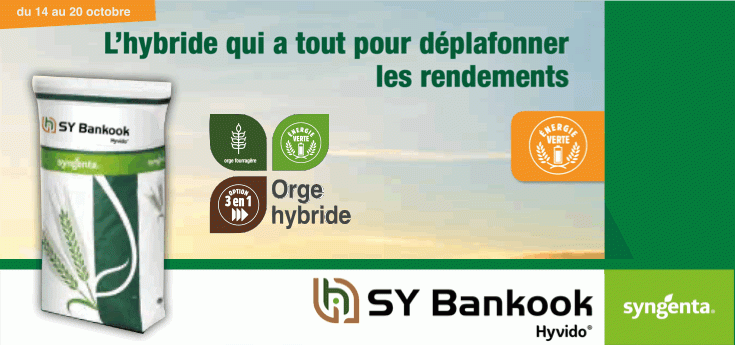 Orge Hybride Bankook Syngenta